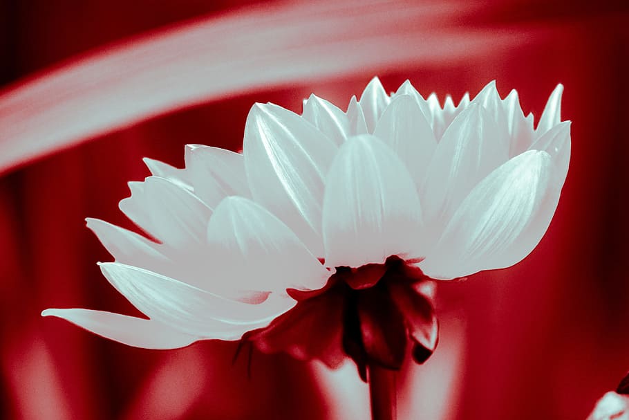 flower, white, red, nature, plant, pink, floral, spring, blossom HD wallpaper