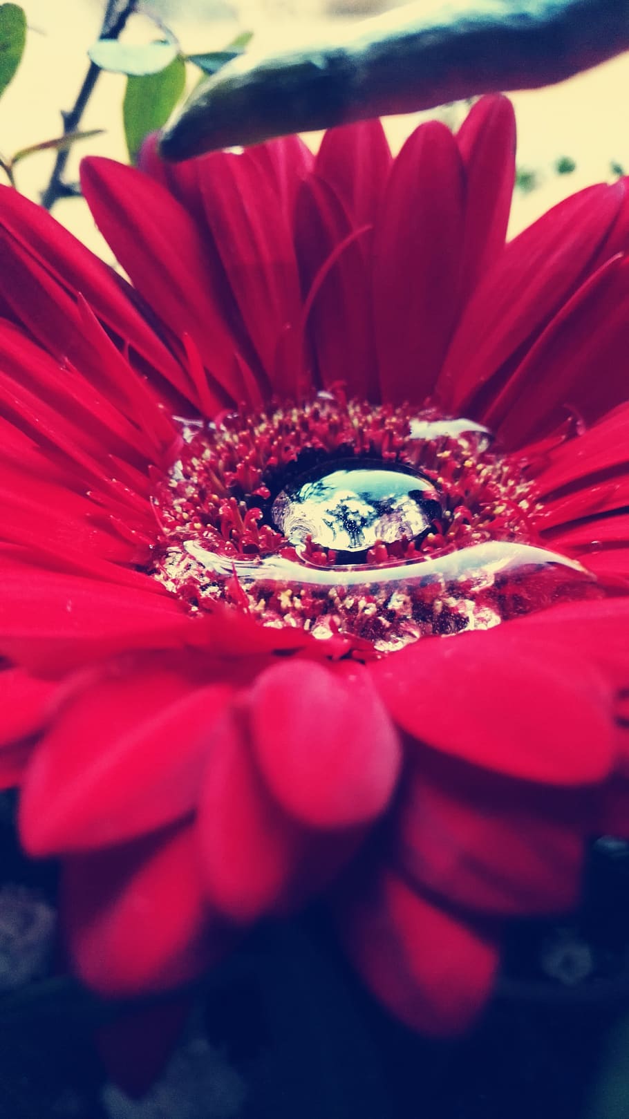 flower, drip, red flower, flowering plant, freshness, petal HD wallpaper