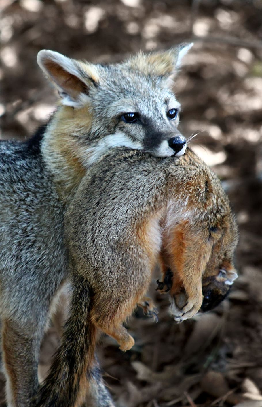 brown and black fox, Fox, Squirrel, Hunting, Wild, Animal, nature HD wallpaper