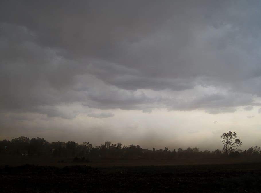 trees under dark clouds, storm, ominous, violent, low, wind HD wallpaper