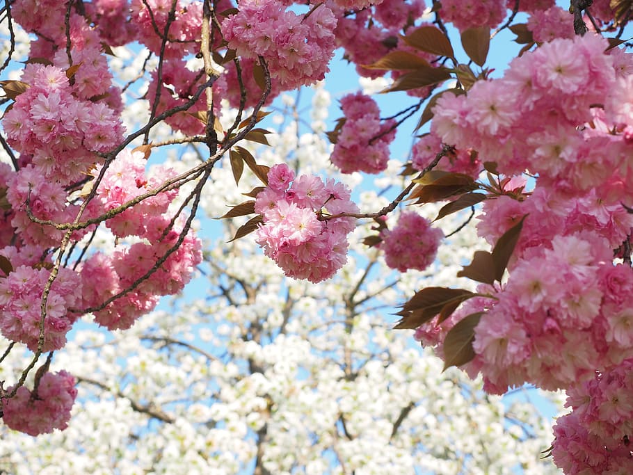 cherry blossom, white, spring, bloom, white blossom, tree, blossom branches, HD wallpaper