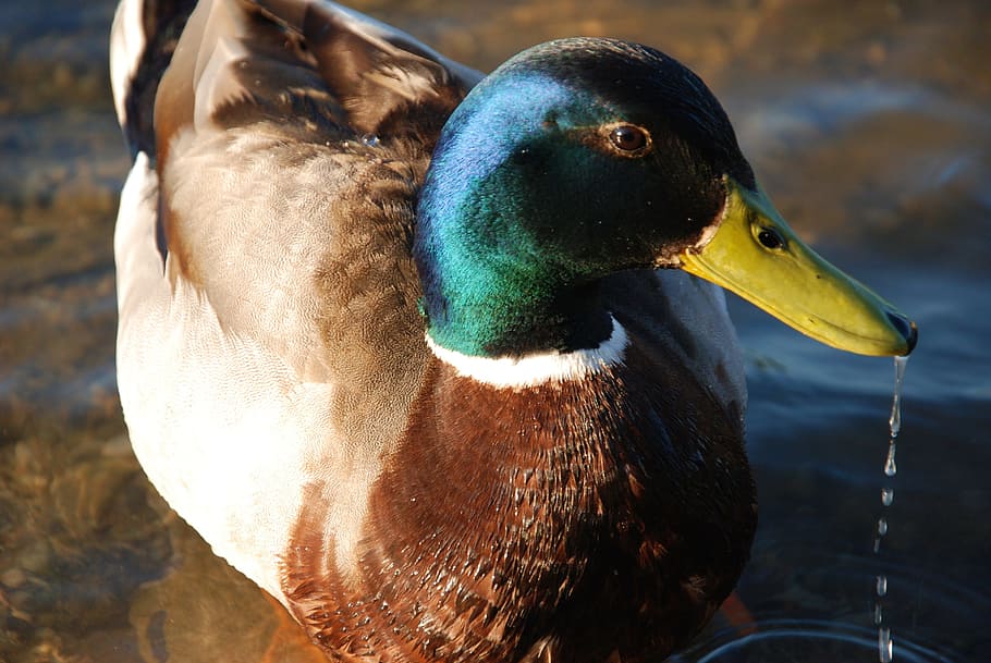 duck, mallard, male, bird, avian, waterbird, waterfowl, animal themes HD wallpaper