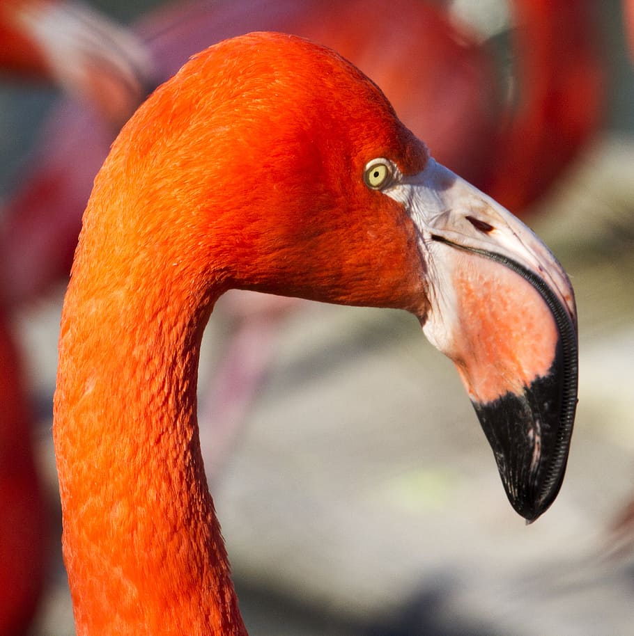 flamingo, zoo, orange, bird, africa, animal themes, vertebrate HD wallpaper