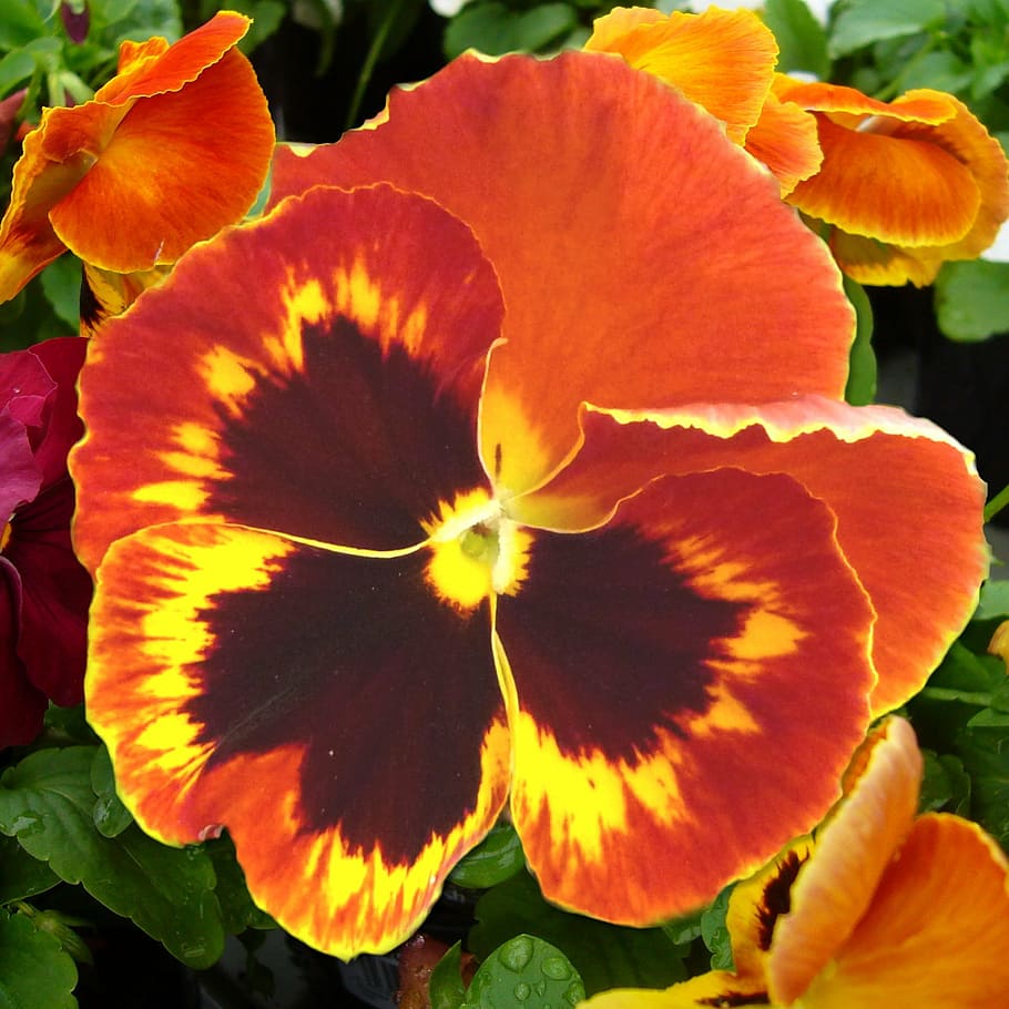 red and yellow pansy flower in close up photography, bloom HD wallpaper