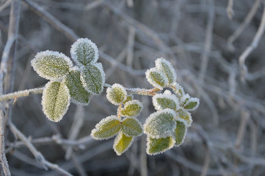 winter, frost, snow, ice, tree, white, biel, nature, field HD wallpaper