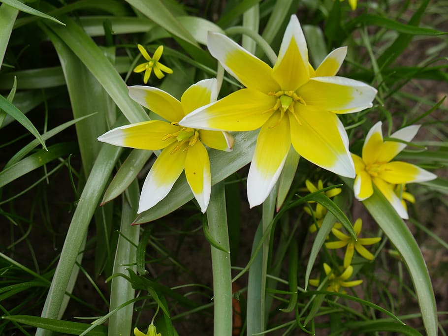 Crocuses, Spring, Yellow, Flower, a yellow flower, closeup HD wallpaper