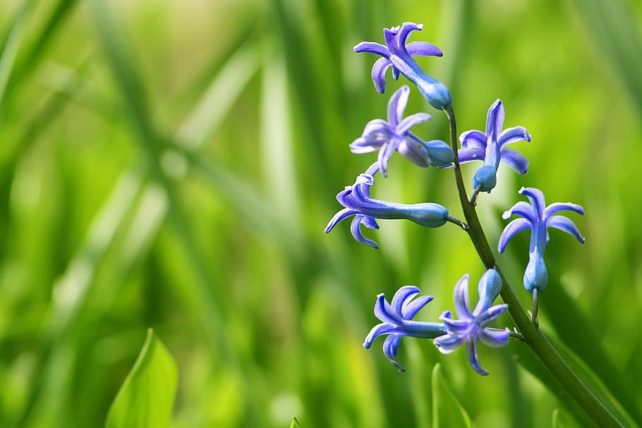 Hyacinth, Garden, Purple Flower, fragrant flowers, nature, green. 