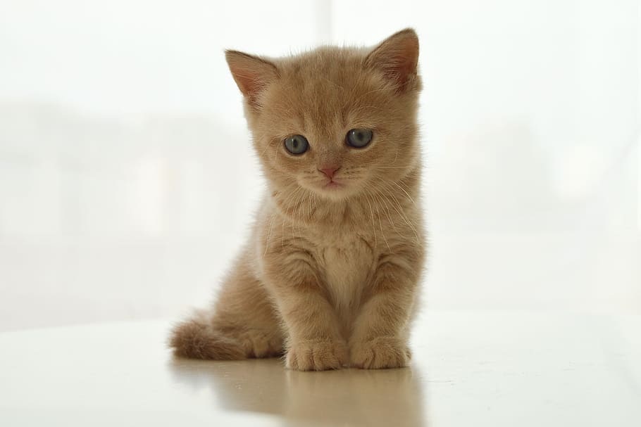 orange tabby kitten, british cat, pet, cute, sweet, little, domestic Cat, HD wallpaper
