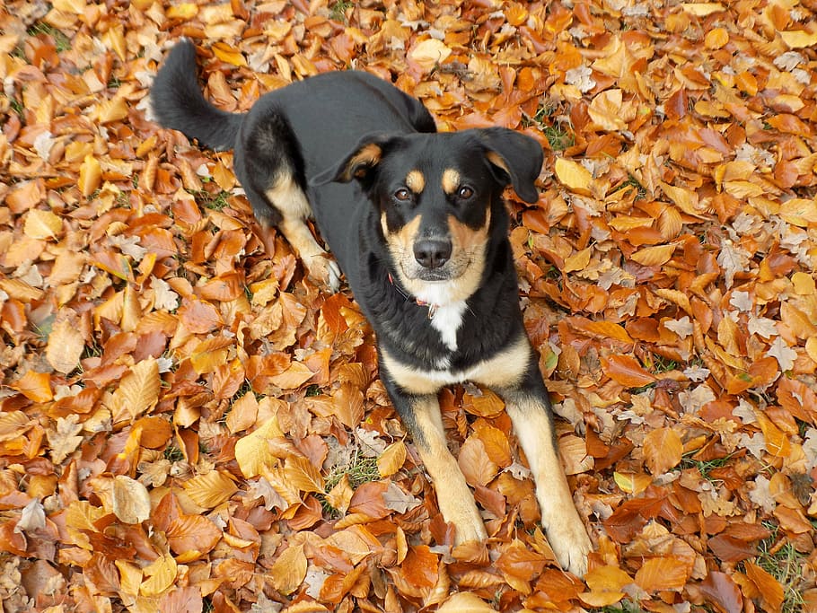 dog, pet, lying, black, female, hybrid, pretty, autumn, canine HD wallpaper