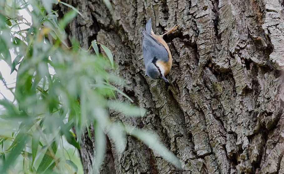 kleiber, bird, nature, foraging, birds, log, tree, animal, songbird HD wallpaper