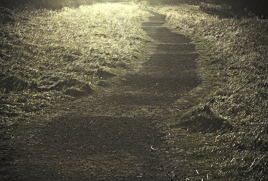 path, golden, nature, grunge, fall, yellow, autumn, grass, no people HD wallpaper