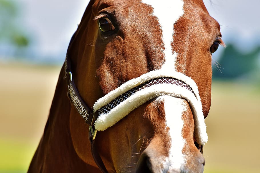 horse, stallion, paddock, brown, view, face, horse head, animal world HD wallpaper