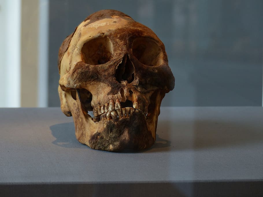 skull, skeleton, bone, grave, museum, human skull, human skeleton HD wallpaper