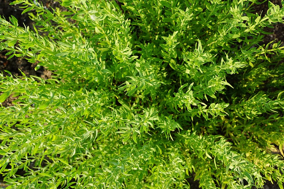 Thyme, Herb, Nature, Garden, summer, plant, blossom, bloom HD wallpaper