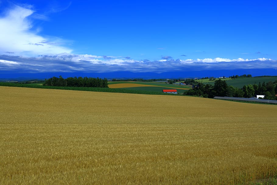 Autumn, Wheat Fields, Harvest, in the fall, japanese autumn scenery HD wallpaper