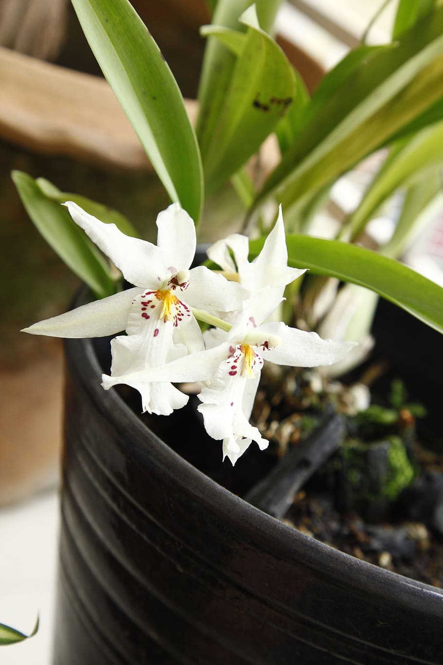 orchid, oncidium, flower, flowering plant, freshness, beauty in nature HD wallpaper