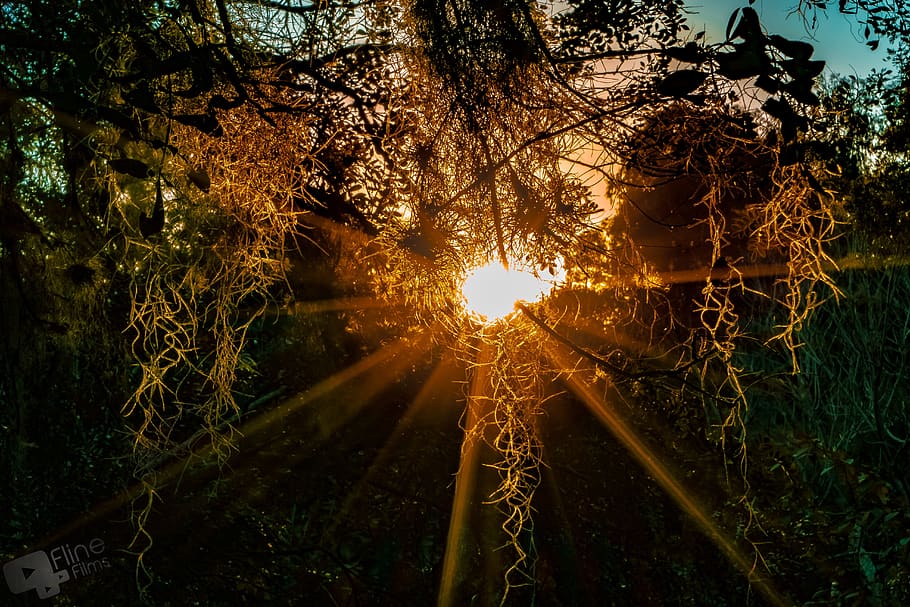 sunset, sol, landscape, nature, summer, tree, orange, park HD wallpaper