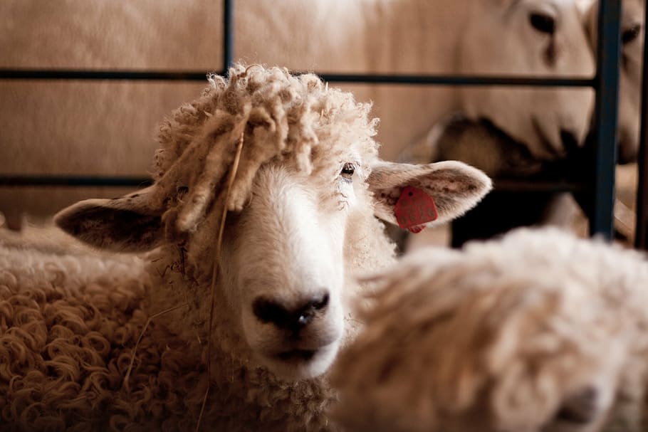 sheep, animal, farm, mammal, animal themes, domestic animals HD wallpaper
