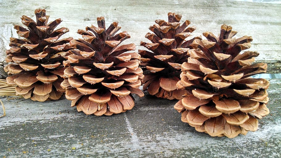 conifer cone, pine cone, coniferous, brown, wood, weathered HD wallpaper