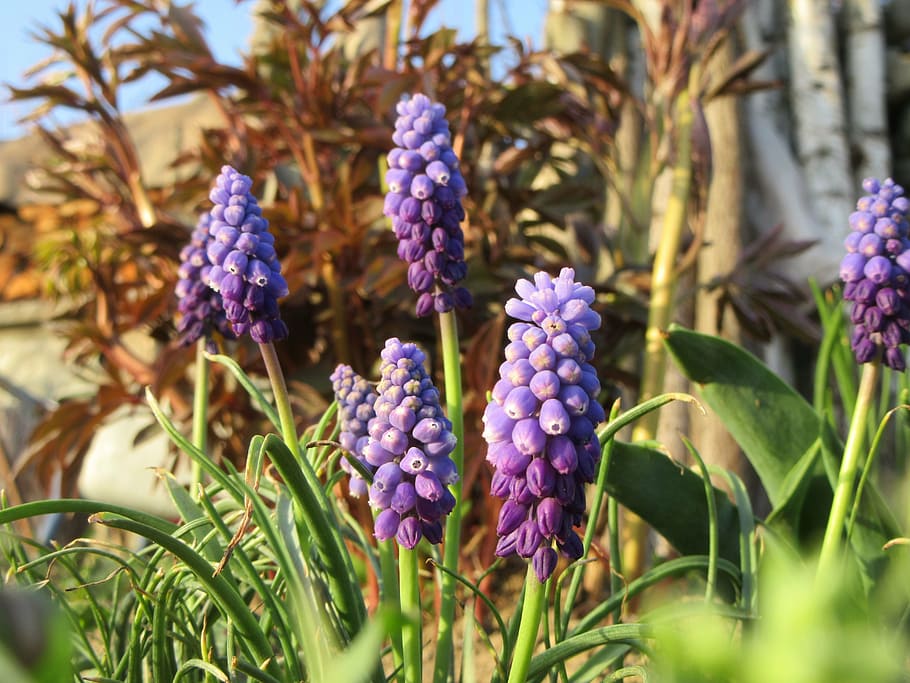 flowers, blue violet, grass, spring, nature, flowering plant HD wallpaper