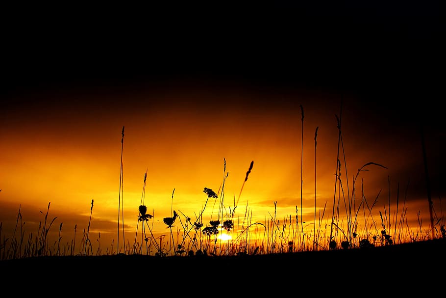 dawn, nature, sky, sunset, backlit, clouds, dark, dusk, grass HD wallpaper