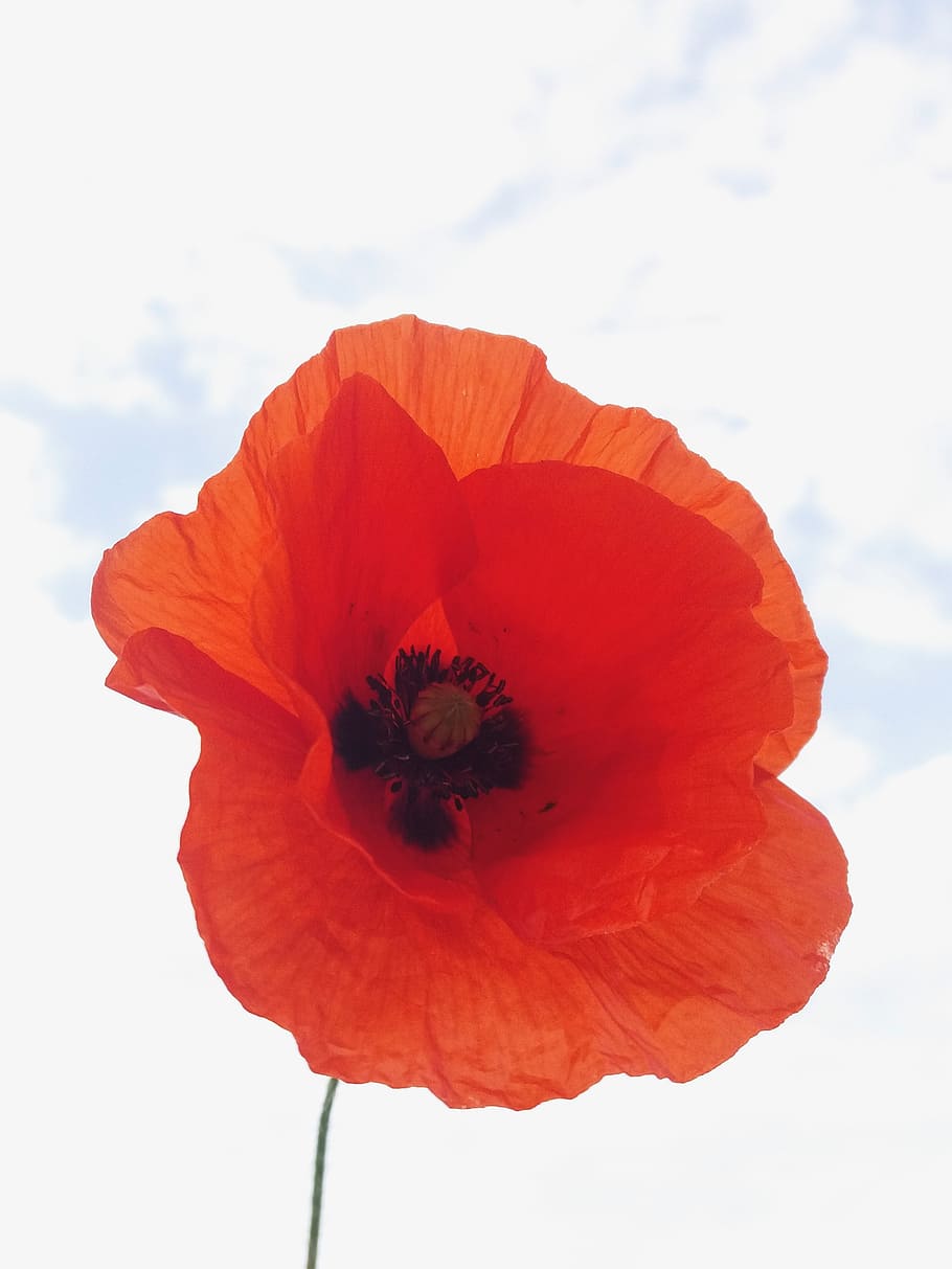 poppy, field, summer, wheat, flower, nature, red, spring, petal HD wallpaper