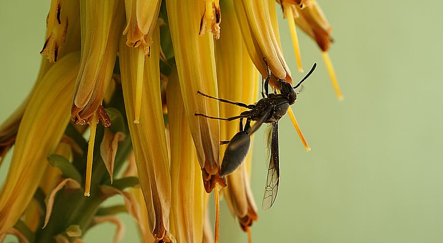 macro, insect, wasp, animal themes, invertebrate, animal wildlife HD wallpaper