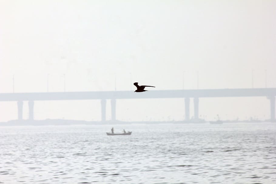 Bird, Gull, Sea, Seagull, Silhouette, water, bridge, river HD wallpaper
