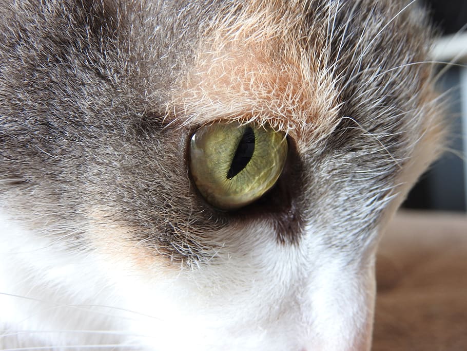 cat, eye, iris, head, white, gray, one animal, animal themes HD wallpaper