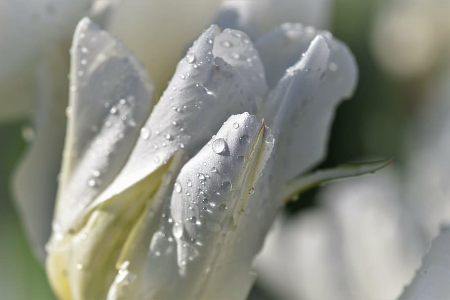 white peace lily, tulip, spring, blossom, bloom, flowers, decor HD wallpaper