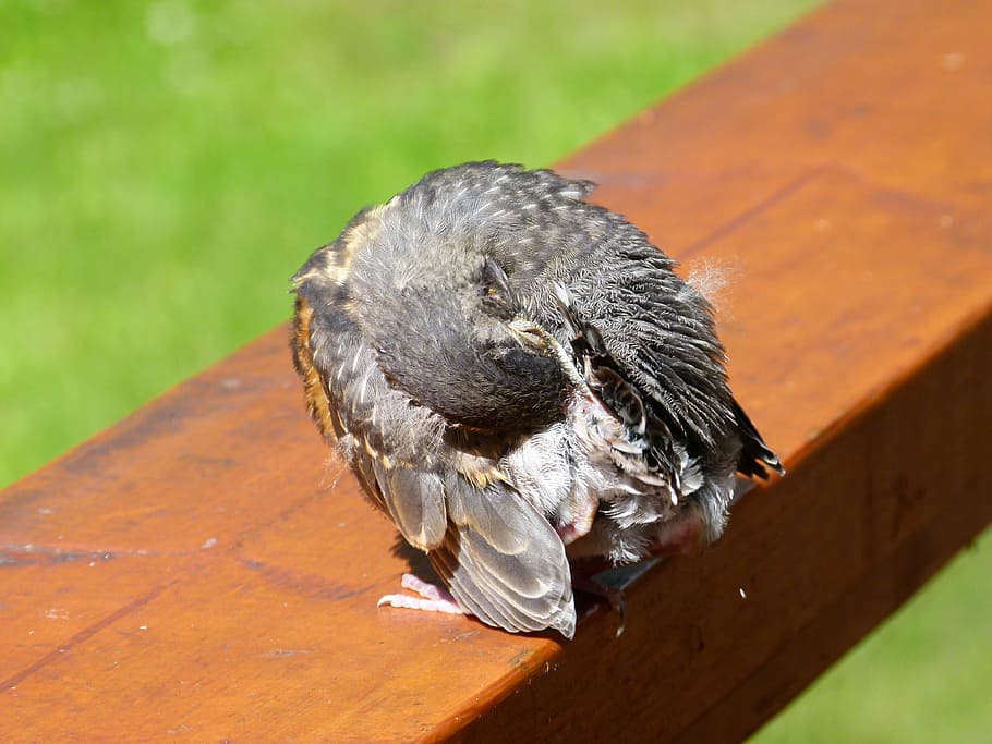 red robin, chick, fledgling, bird, feathered, fauna, nature HD wallpaper