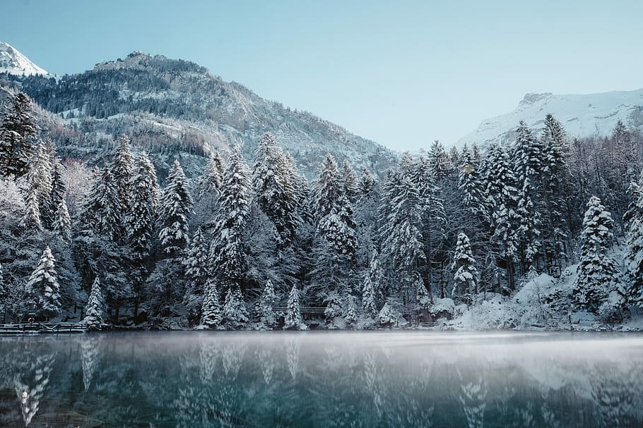landscape photography of snowy mountain and body of water, snowy trees landscape photography HD wallpaper
