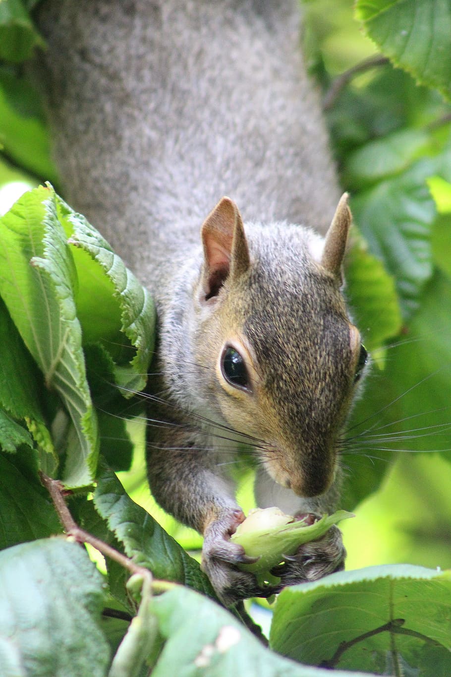 squirrel, animal, nature, animal themes, one animal, animal wildlife HD wallpaper