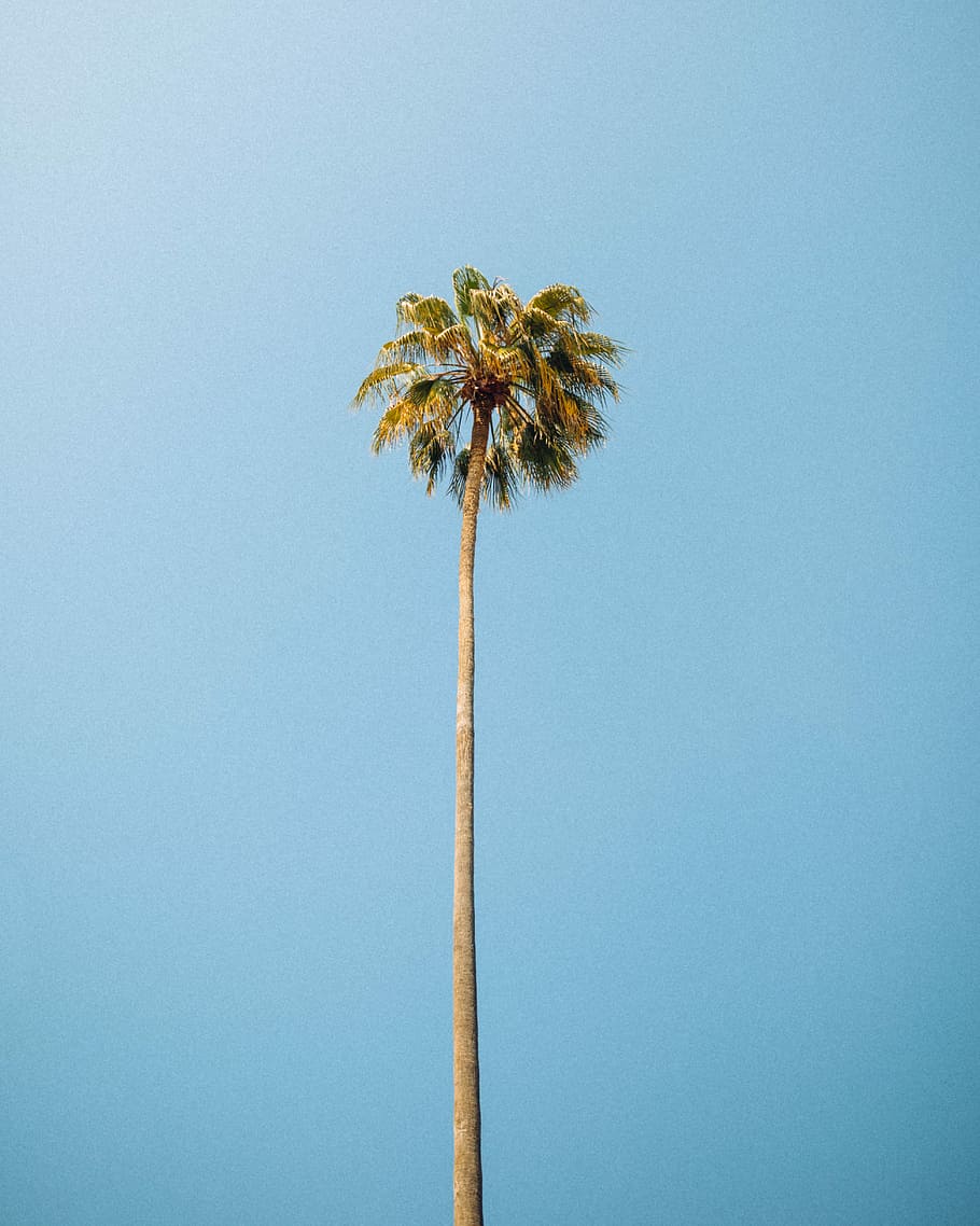 worm's eye view photography of green tropical tree, green coconut palm tree HD wallpaper