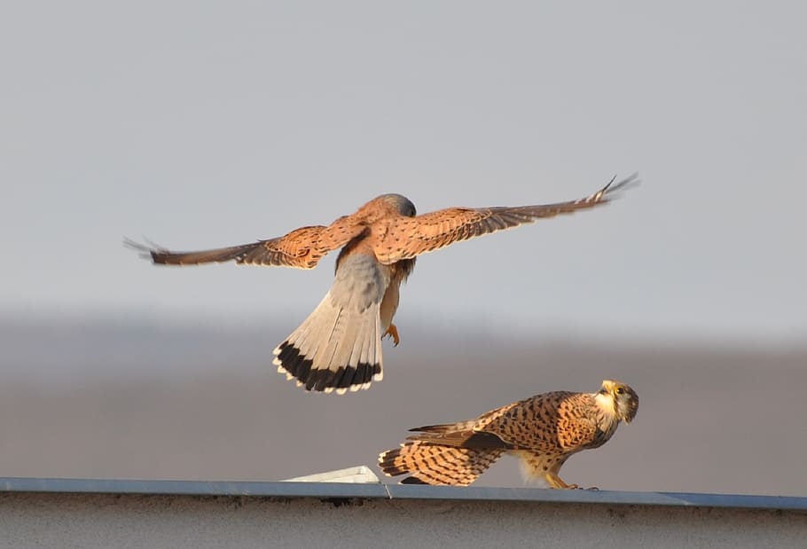 two peregrine falcons perched on white wall, kestrels, birds