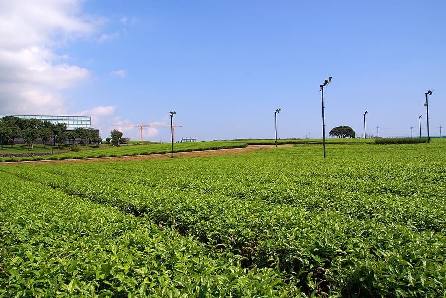 Klitschko, whether or not, agriculture, farm, field, rural scene HD wallpaper