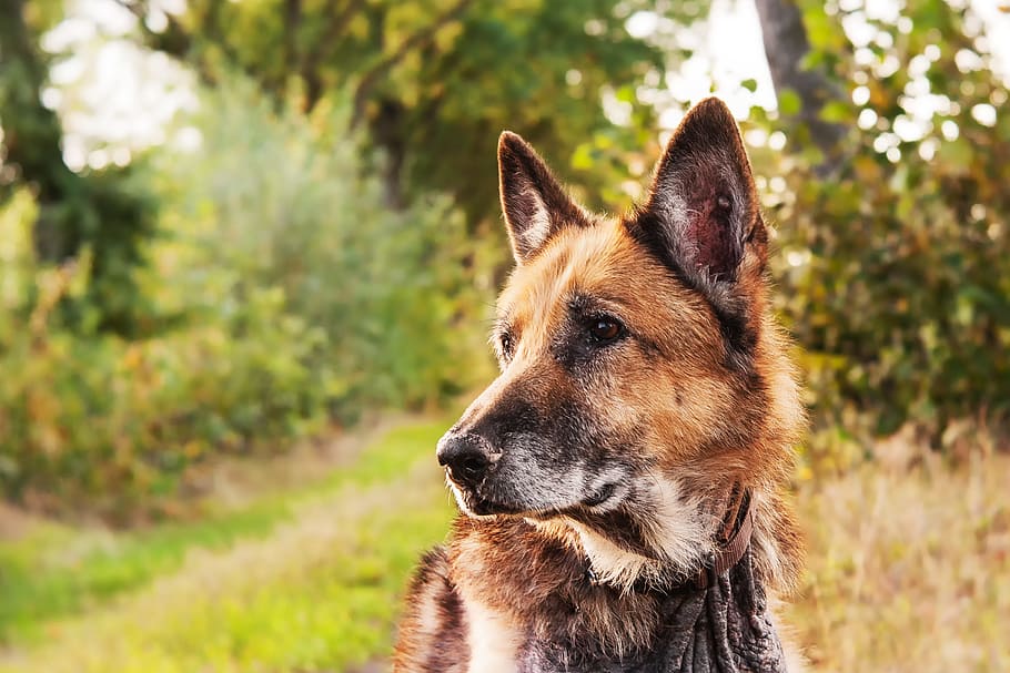 adult German shepherd close-up photography, dog, mammals, animal kingdom, HD wallpaper