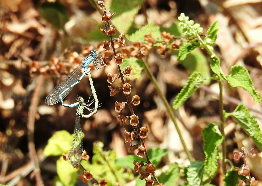 dragonfly, meadow, insect, nature, flight insect, wing, wildlife photography HD wallpaper