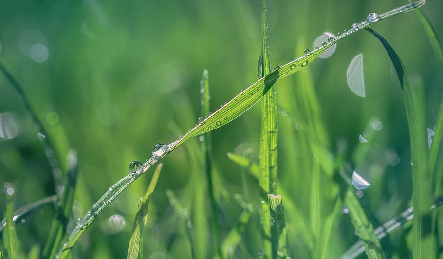 grass, green, drops, nature, green grass, garden, meadow, water HD wallpaper