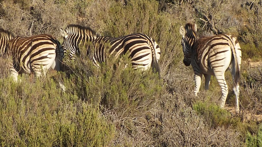 zebra, wild, striped, animal themes, mammal, animal wildlife HD wallpaper
