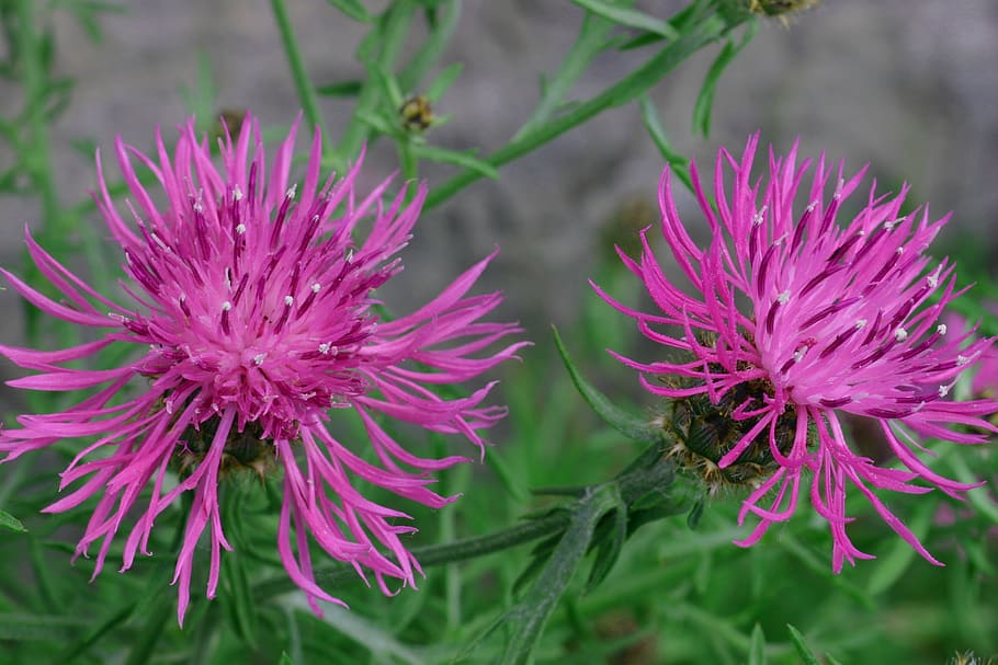 knapweed, clape, flowers, flowering plant, close-up, beauty in nature HD wallpaper