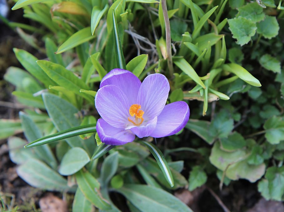 crocus, flowering, flowering plant, freshness, beauty in nature HD wallpaper