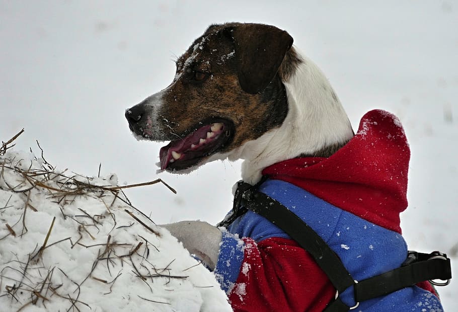 dog, winter, snow, dressed, strap, playing, outdoors, stafordterier HD wallpaper