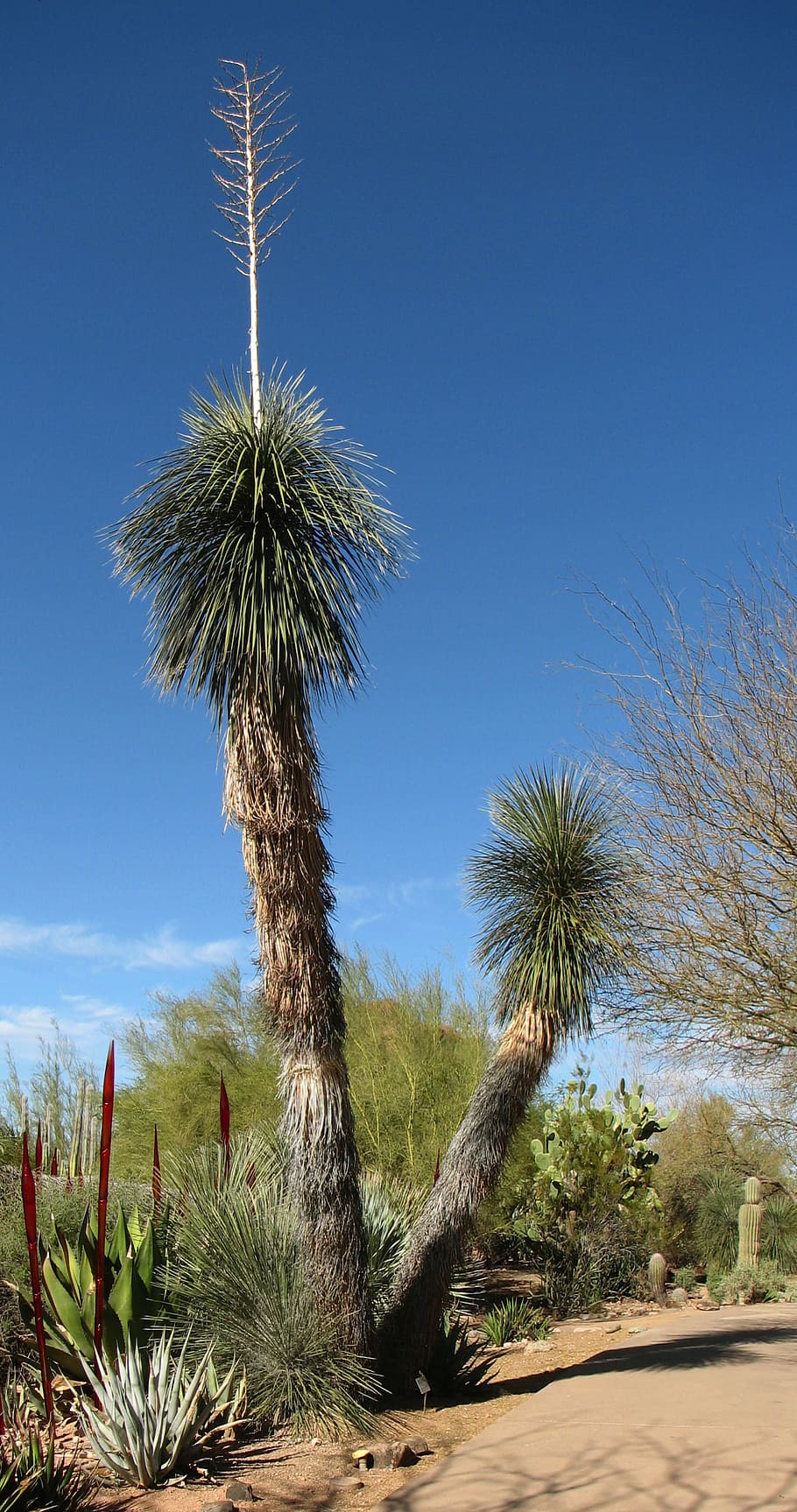 yucca, desert, nature, flora, california, soaptree yuca, summer HD wallpaper