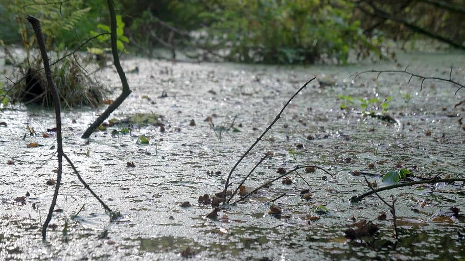 bog, wet, water, pond, swamp, green, outdoors, environment HD wallpaper