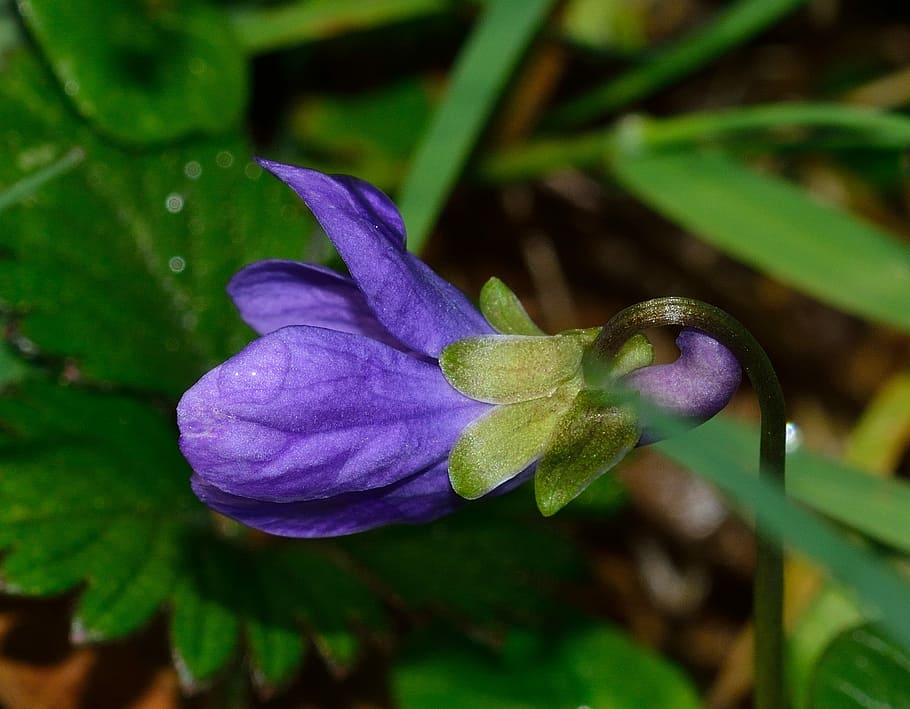 Nature, Flower, Violet, Spring, purple, growth, plant, close-up HD wallpaper