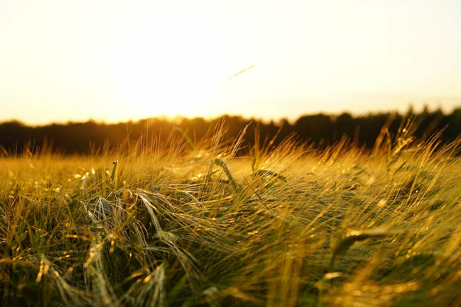 green meadows during daytime, barley, field, spike, grain, cereals HD wallpaper