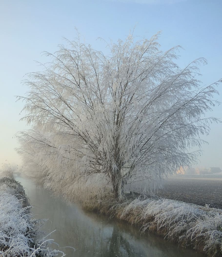 Tree, Frost, Snow, Winter, Nature, Cold, landscapes, ice, sky HD wallpaper