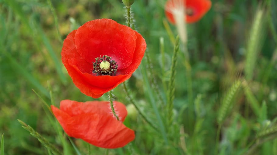 red poppies, poppy, spring, red poppy, plant, flower, beauty in nature HD wallpaper