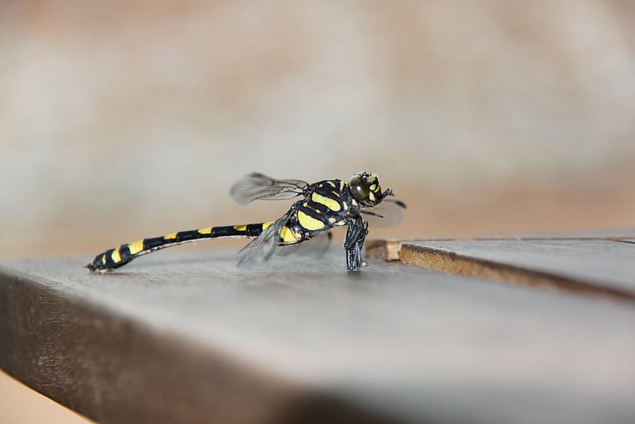grasshopper, insect, macro, exotic, royalty, invertebrate, animal wildlife HD wallpaper